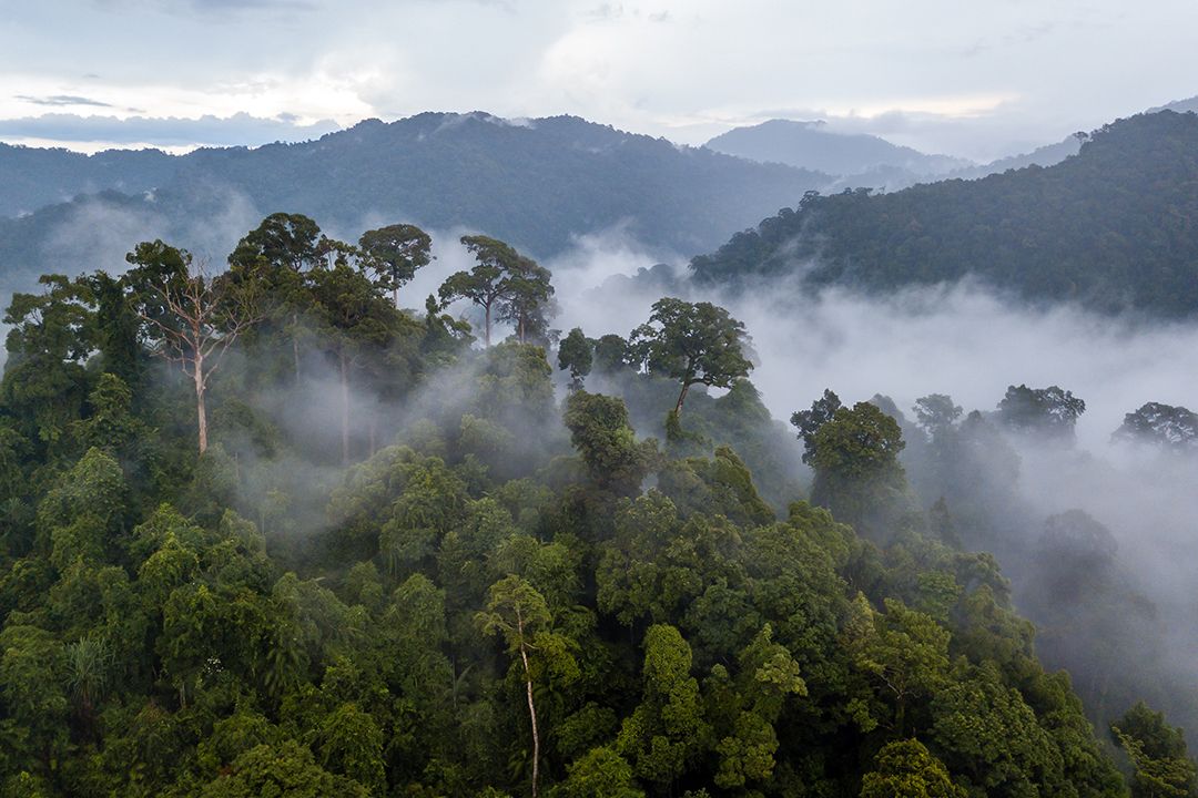 Sustainability-Forest (1)